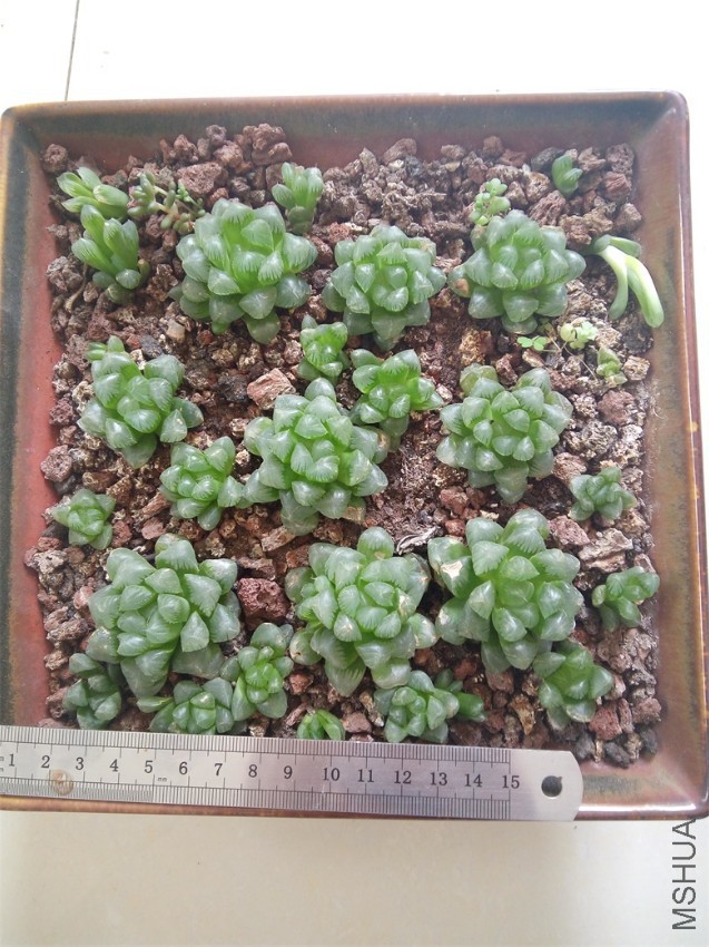 8������¶��10Ԫ����������ģ������������Ͳ��γ�����