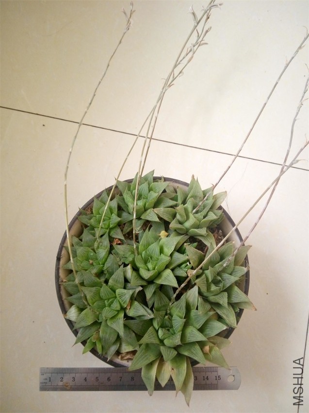 10��ף�磬�����10Ԫһ�������50��С�Ķ�����