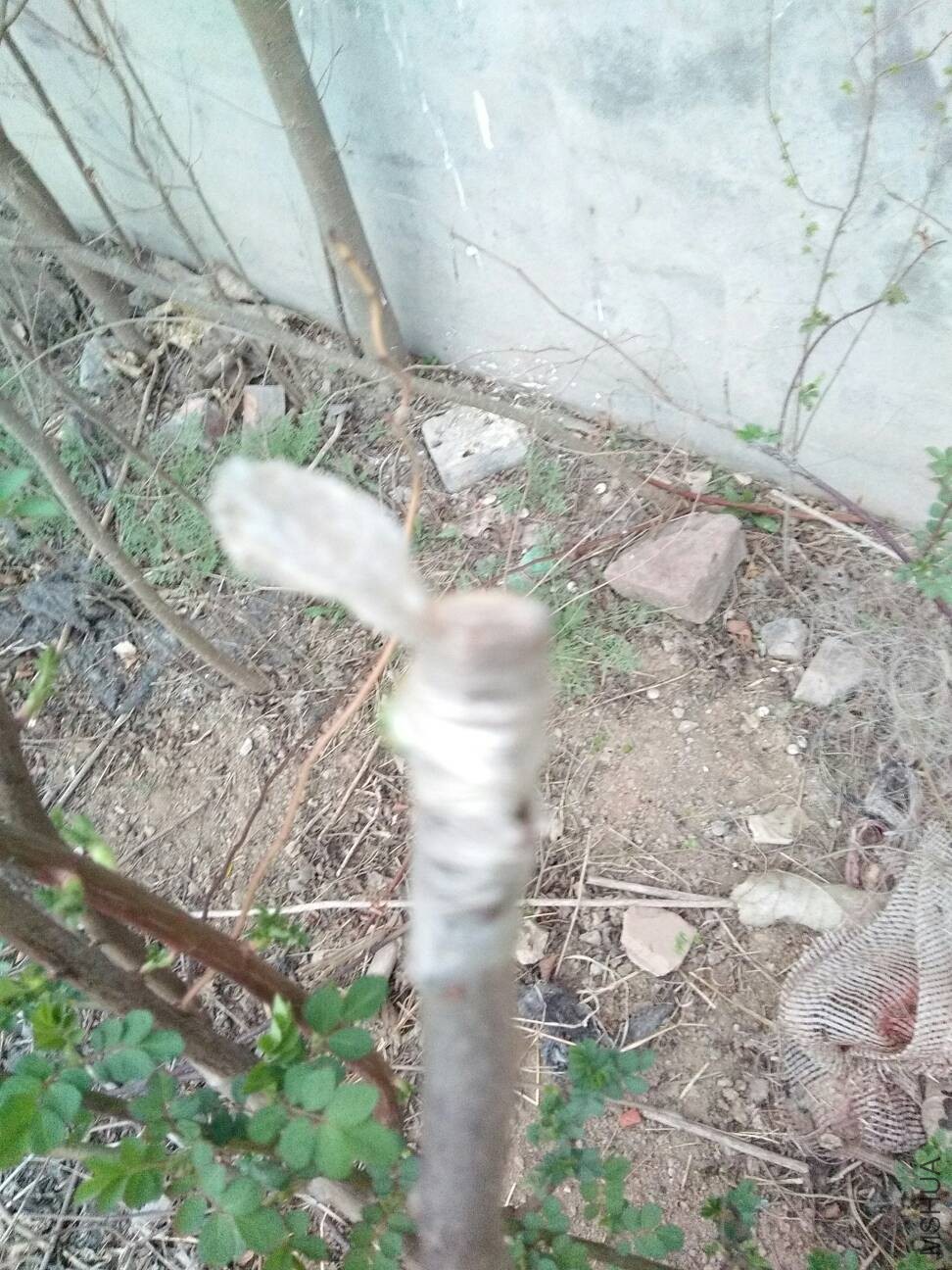 183032jo0izpaonap7whmm.jpg