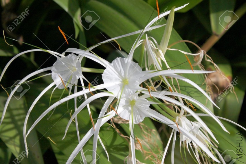 20831741-Crinum-asiaticum-or-Cape-lily-flowers-Stock-Photo.jpg