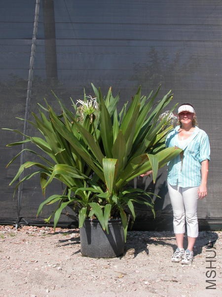Crinum asiaticum P30 H6 Y2005 N1464 .jpg