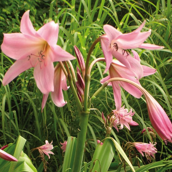 crinum powellii.jpg