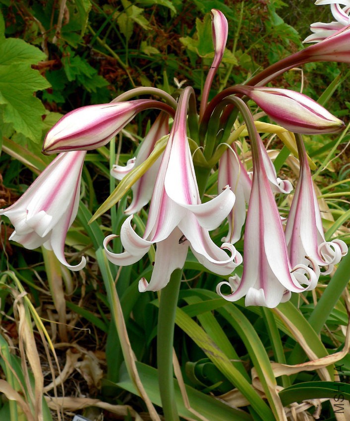 Crinum_��_herbertii_4.jpg