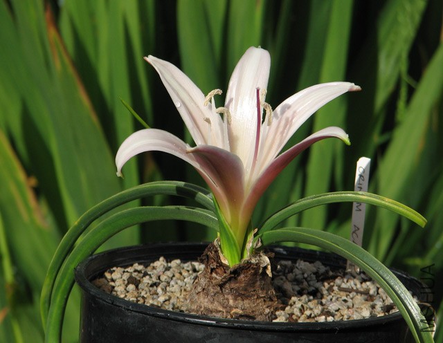 Crinum_acaule3NN.jpg