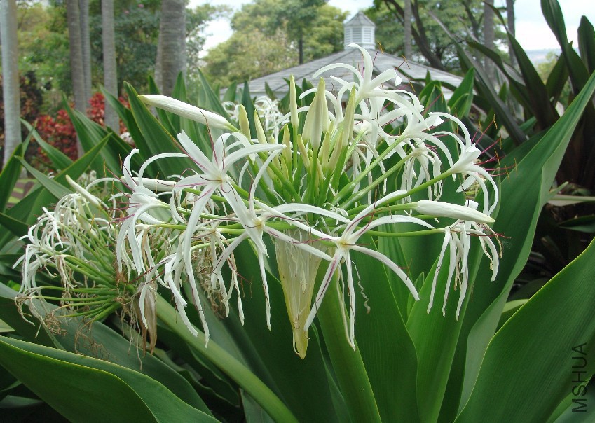 Crinum_asiaticum_(1).jpg