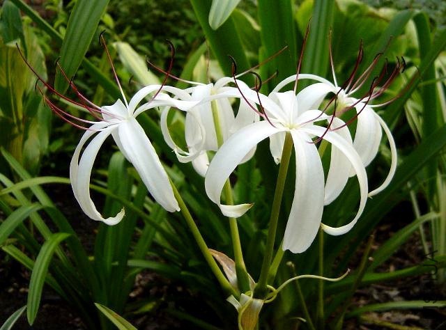 Crinum_BayouTraveler_Umbel_JAY.jpg