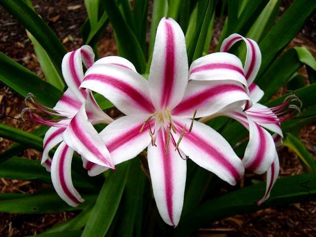 Crinum_StarsAndStripes_Closeup_JAY.jpg