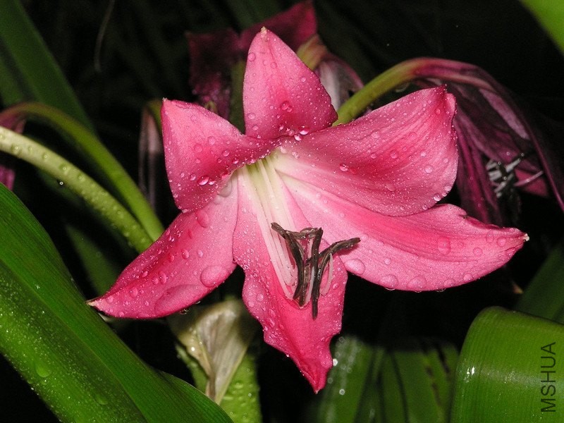 crinum6.jpg