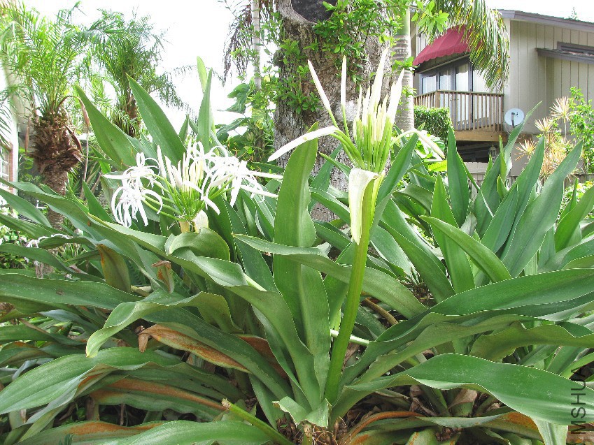 crinum07.jpg