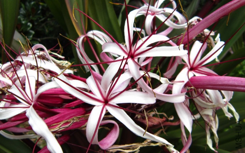 Crinum-asiaticum-Splendens-1080x675.jpg