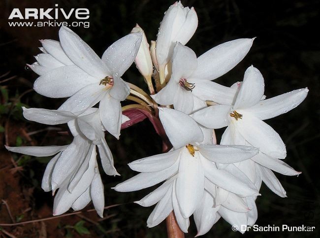 Crinum-brachynema-inflorescence.jpg