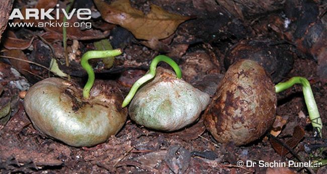 Crinum-brachynemashowing-seed-germination.jpg