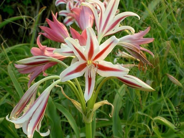 Crinum-fimbriatulum-x-scabrum-(H_-Kelly).jpg