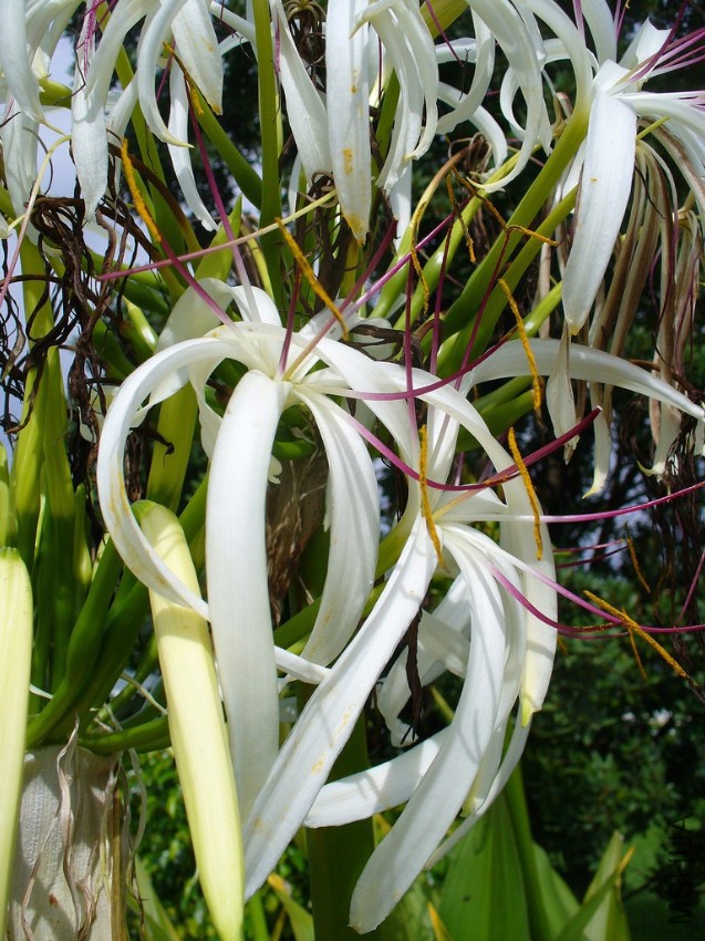 crinum-lilies.jpg