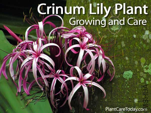 crinum-lily-plant-053114.jpg