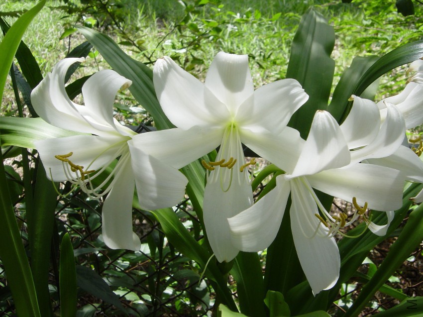 Crinum-Mooreii-Alba.jpg