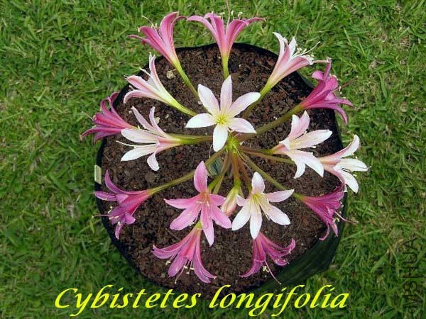 Ammocharis_longifolia_BD.jpg