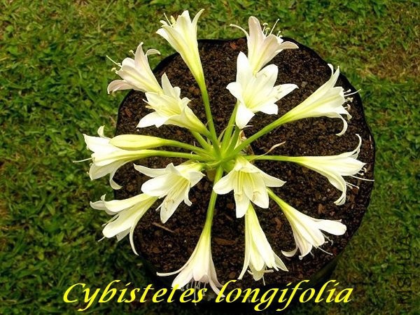 Ammocharis_longifolia_Ivory_BD.jpg