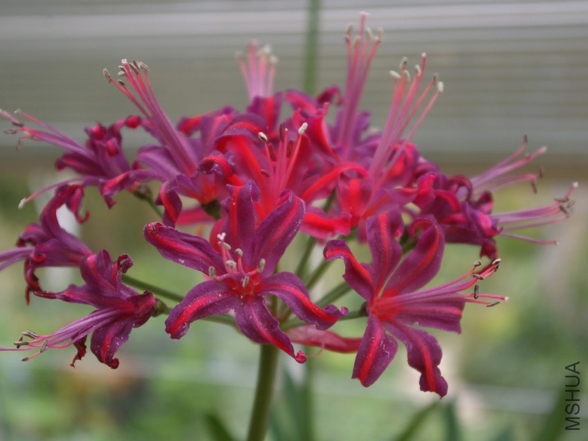 Nerine Lavandu.JPG