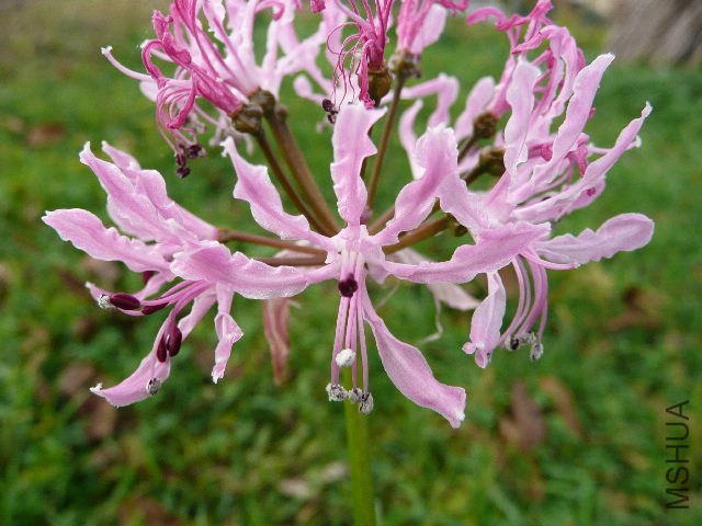 Nerine_appendiculata4_AM.jpg