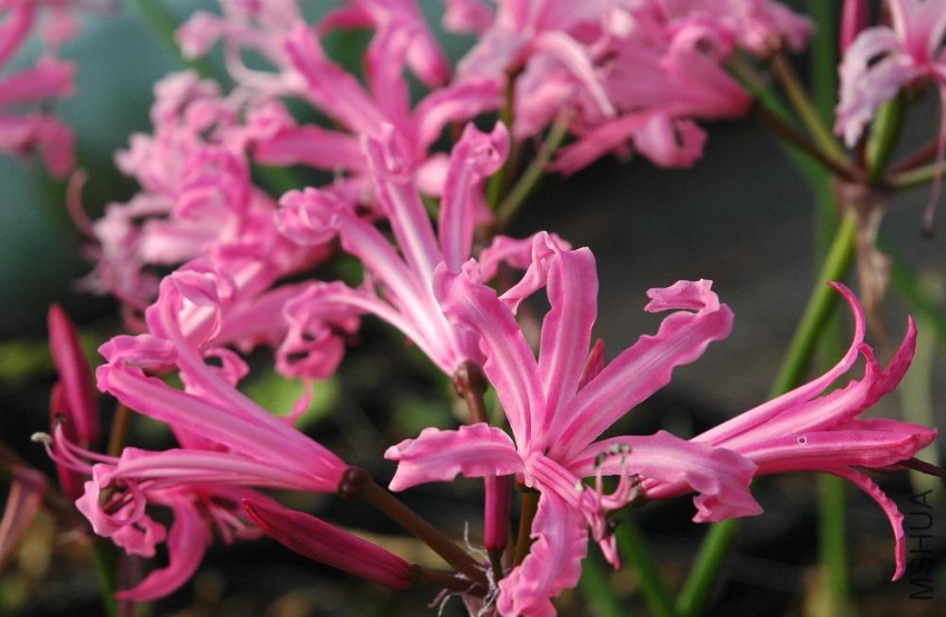 nerine_bowdenii_mark_fenwick.jpg