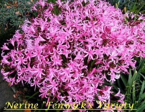 Nerine_bowdenii-Fenwick-Variety.jpg