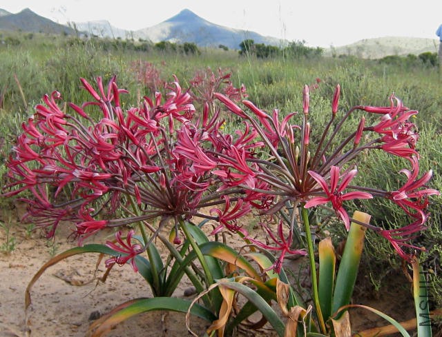 Nerine_huttoniae_Cradock_CM.jpg