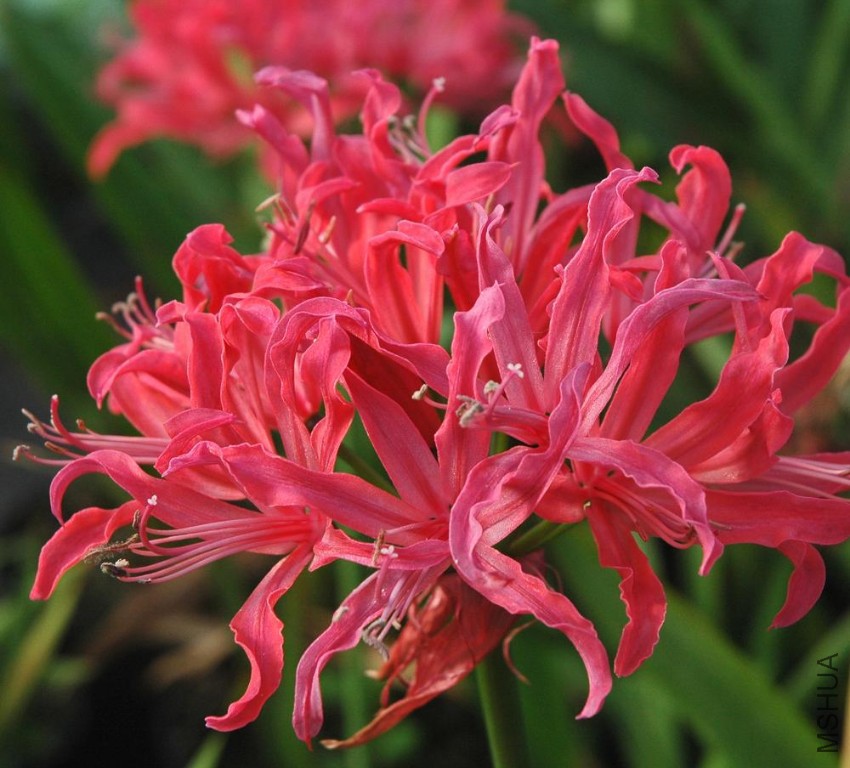 nerine_mansellii.jpg