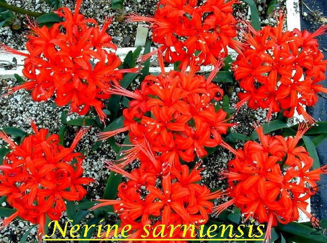 Nerine_sarniensis_BD.jpg