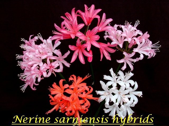 Nerine_sarniensis-hyb.jpg