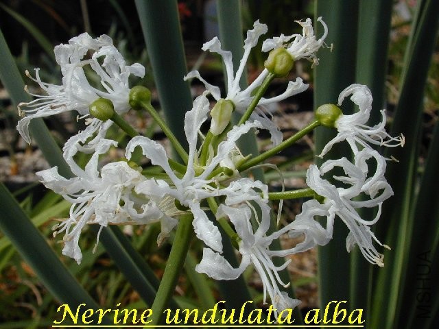 Nerine_undulata-alba.jpg