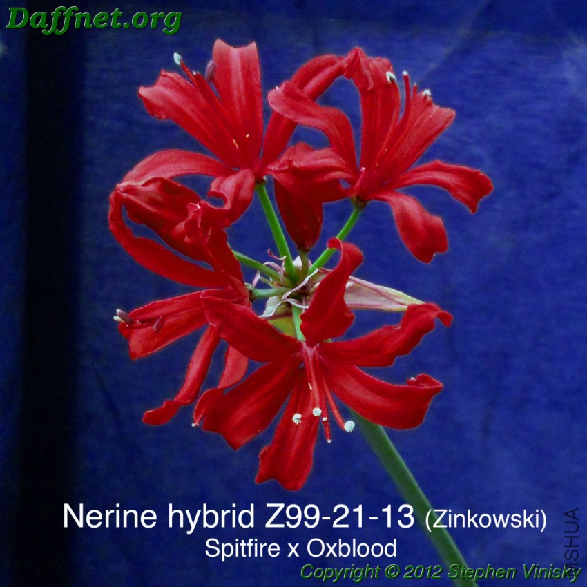 Nerine-Z99-21-13.jpg