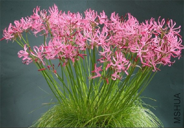 sizedAGS Nerine gaboranensis C of M Loughborough Autumn 4 10 085548.jpg