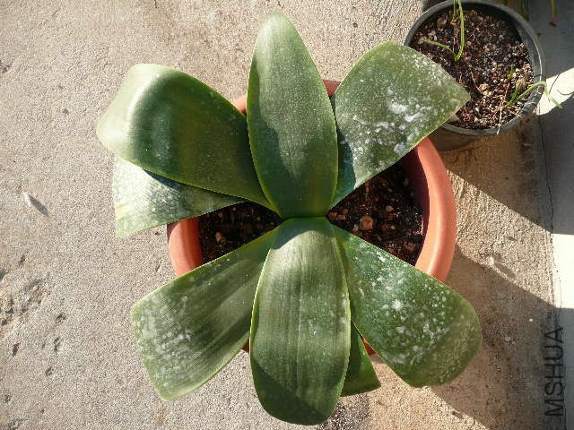 Brunsvigia orientalis_AM.jpg