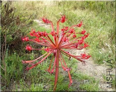 Brunsvigia josephinae Brenton.jpg