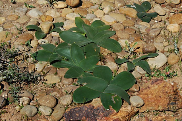 Brunsvigia_bosmaniae_leaves_Wor_msi.jpg