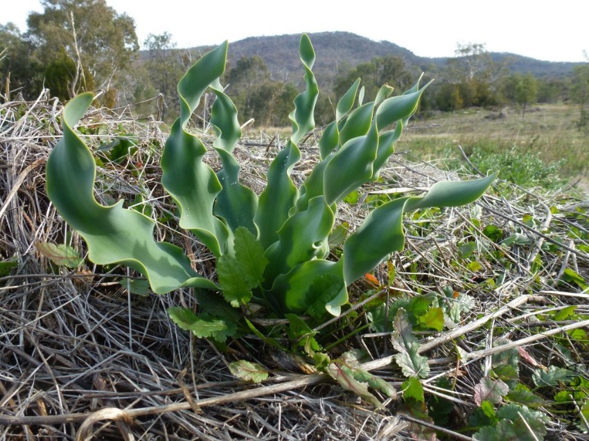 brunsvigia-grandiflora-foliage-1024x768.jpg