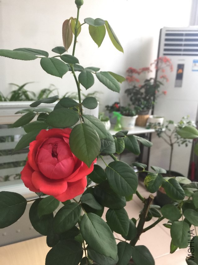 20170321 003.JPG