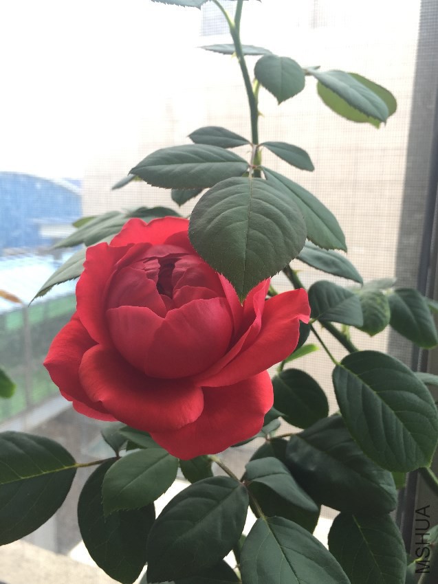 20170321 001.JPG
