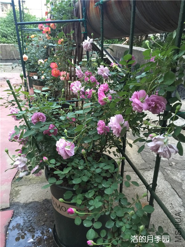 IMG_6868.JPG