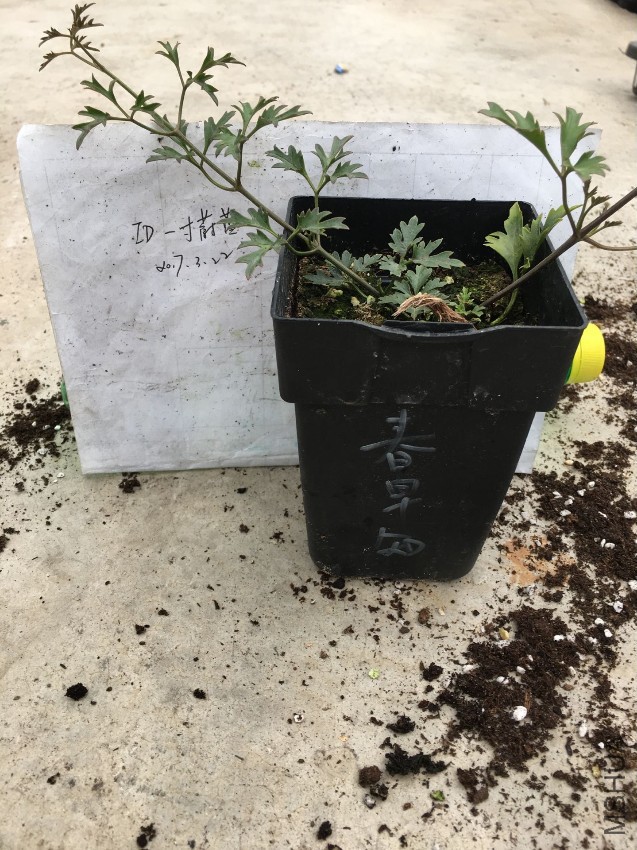 ����֪1.jpg