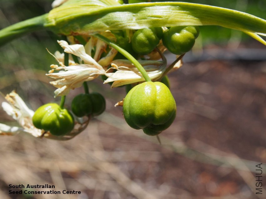 Calostemma luteum Calperum Station fruit.jpg