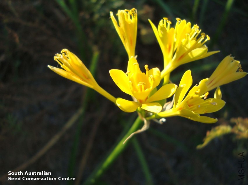 Calostemma luteum Cordillo Downs flowers.jpg