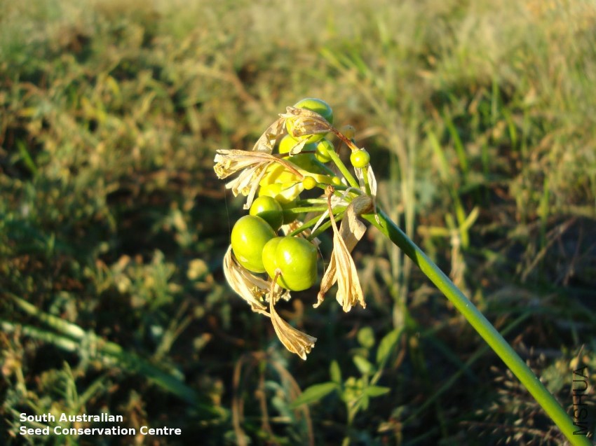 Calostemma luteum Cordillo Downs fruits.jpg