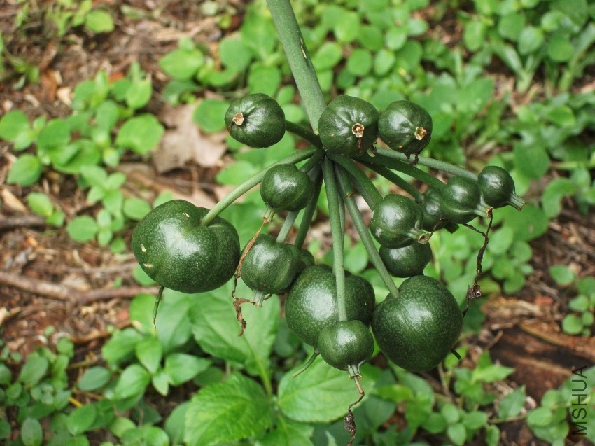 Priophys amboinensis Cardwell lily seed pod.JPG