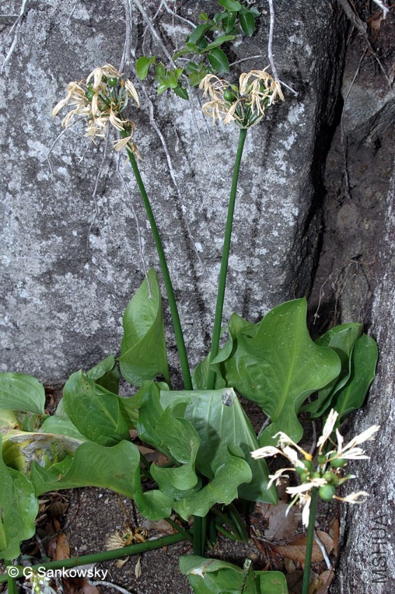 proiphys - sanko 2672 - 8.jpg