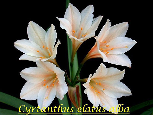 Cyrtanthus_elatus_alba2_BD.jpg