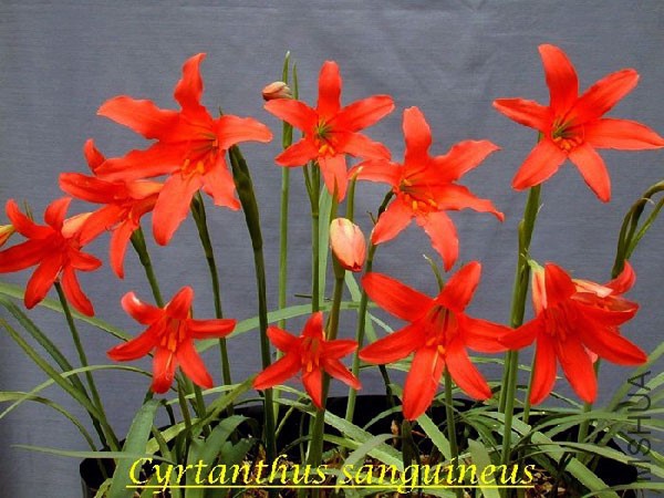 Cyrtanthus_sanguineus_BD.jpg