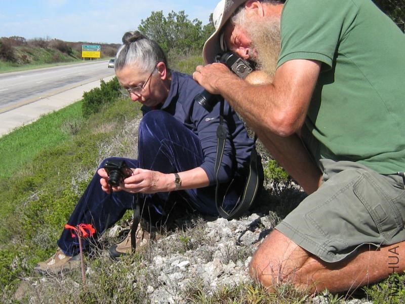 Cyrtanthus spiralis06-01-08-hab.jpg