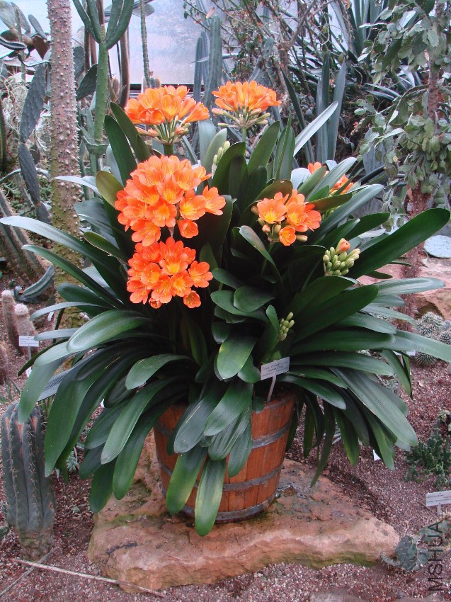 Clivia_miniata_(BG_Zurich)-06.jpg